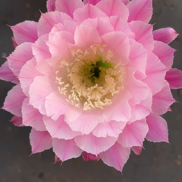 66号出一代侧牙福利