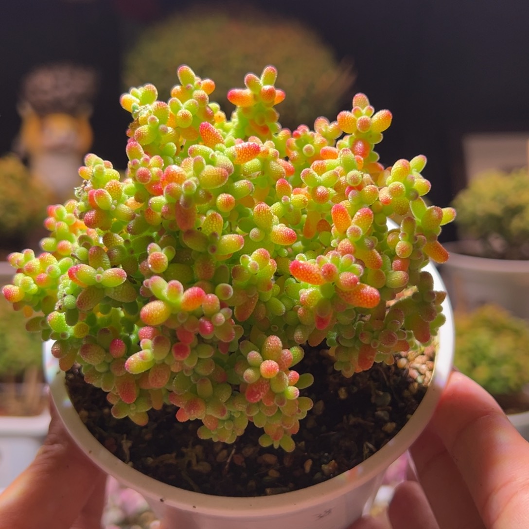 257金桔一物一拍带盆土发货