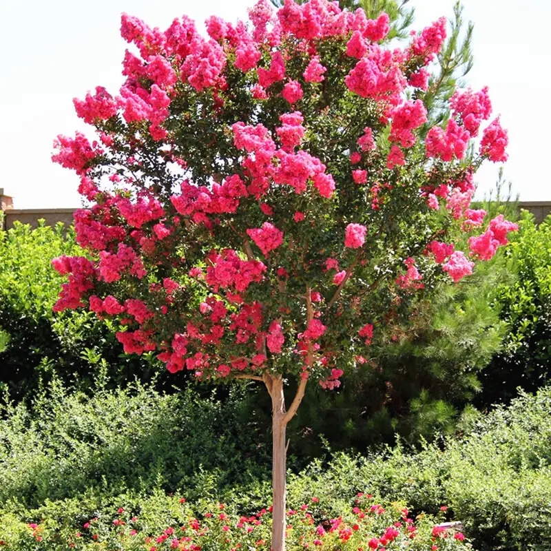 红火箭紫薇树苗四季开花适合庭院别墅景观绿化种植