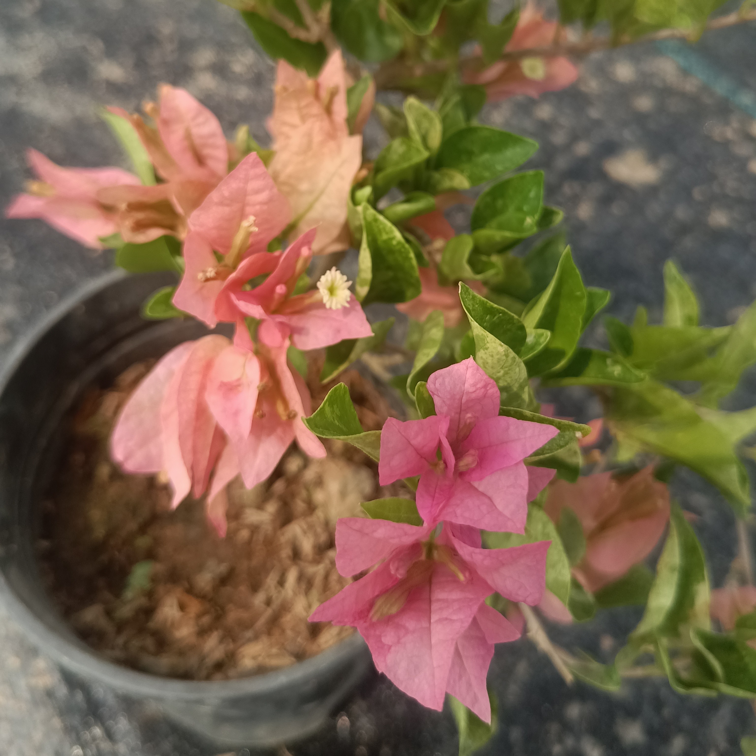 斑叶米罗三角梅四季勤花好养适合阳台庭院种植的绿植