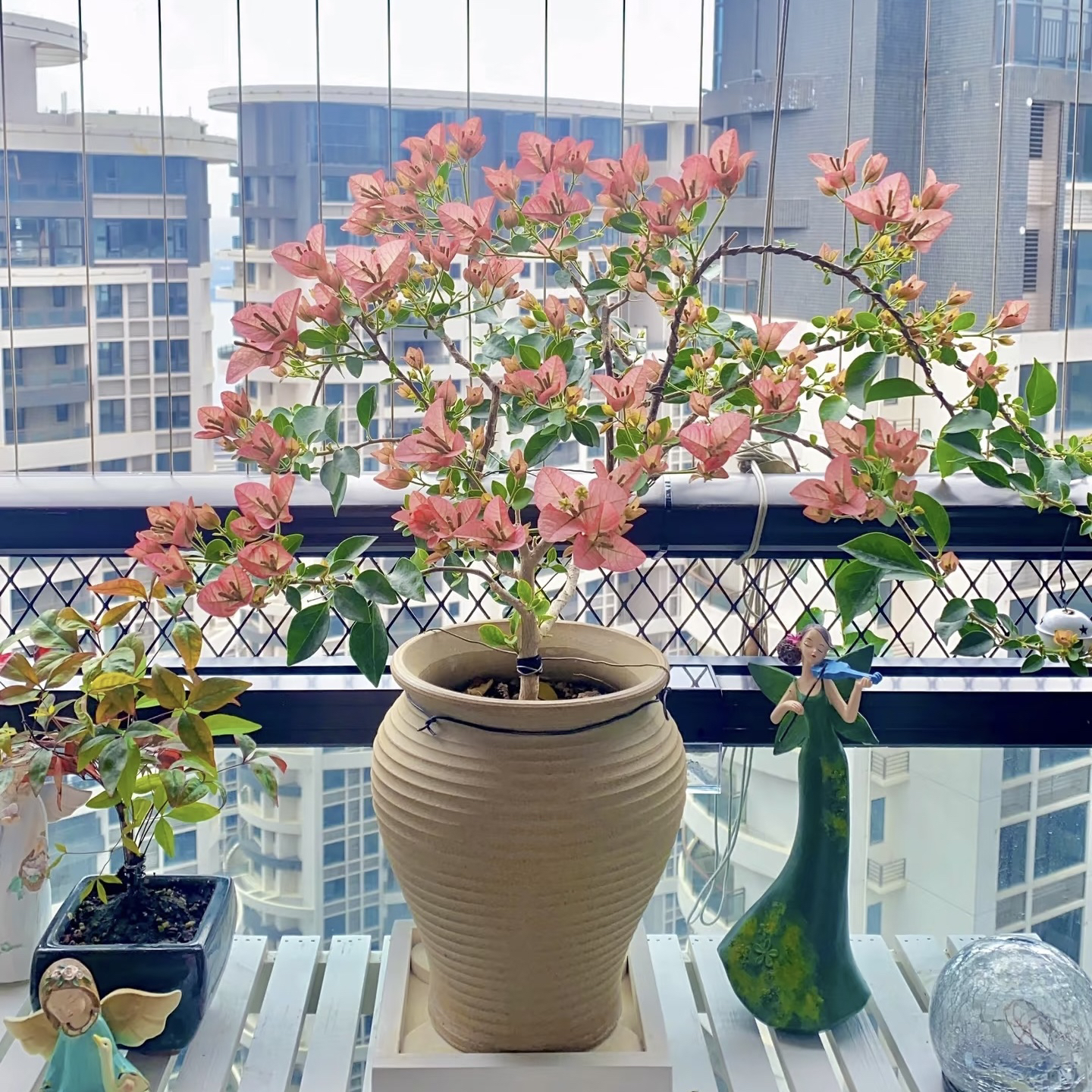 【卡亚塔】三角梅 花卉盆栽绿植可飘窗爬藤垂吊新手小白好养