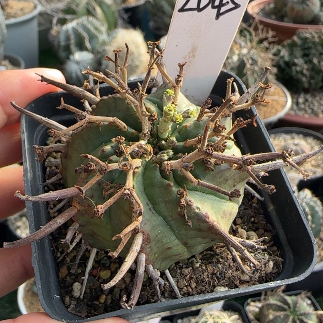 2045脱土发 法立达