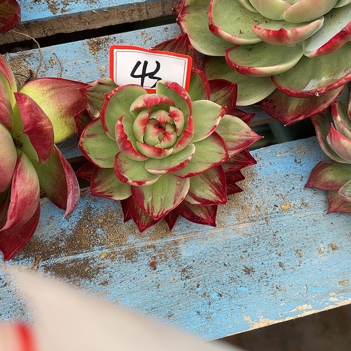 木***玲43/////////////：：/