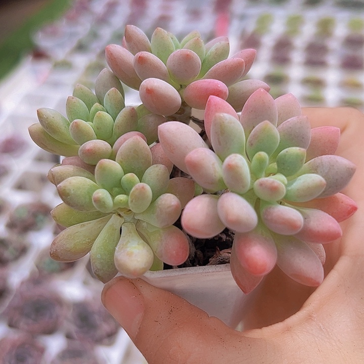 老桩洛可可19包邮