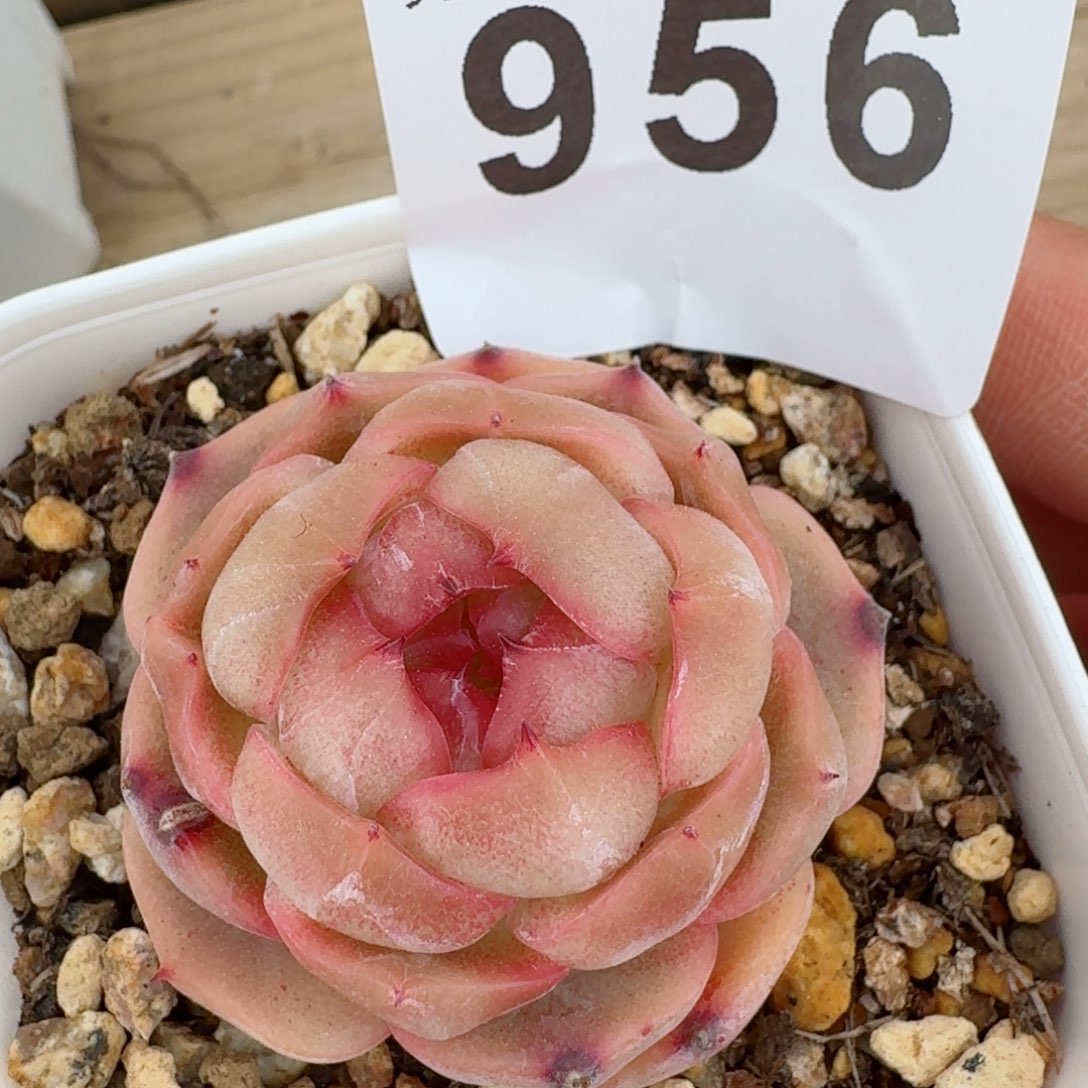 包子珍妮         精品多肉