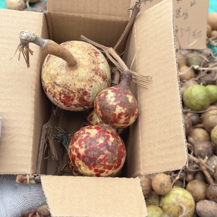 花***哥红花一箱花皮葫芦