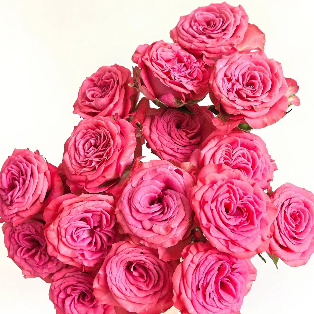 【俏夕阳】杰西 任拍满三单顺丰空运包邮鲜切花10支装%20不售后