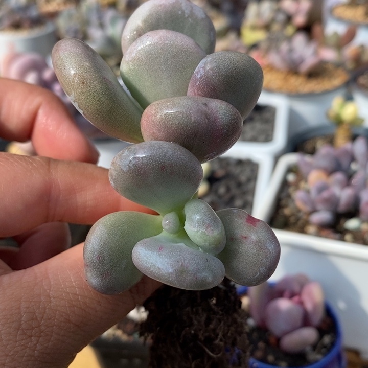 501油煎丸子锦啊啊啊啊啊啊啊