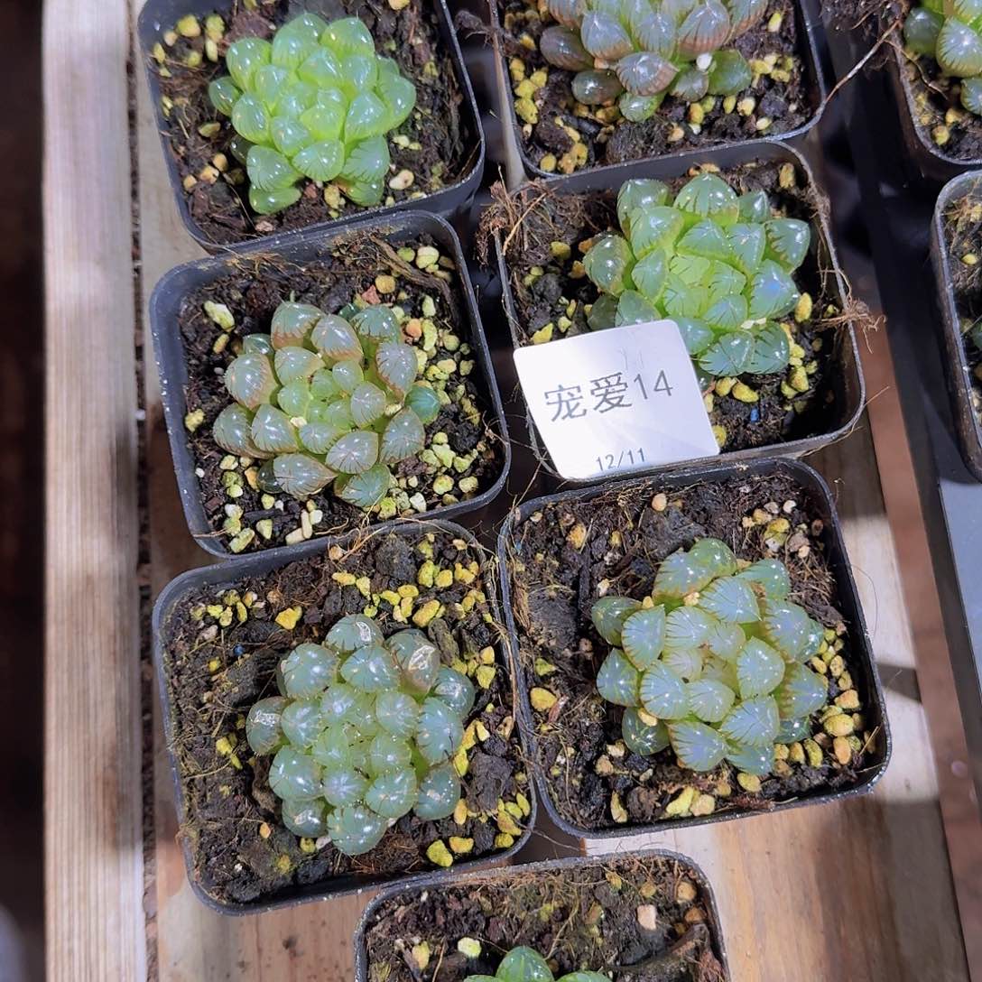 直播福利一物一拍14