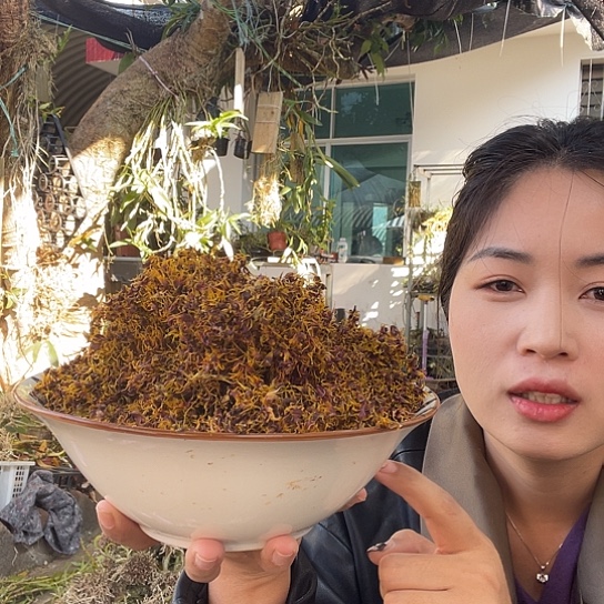 完全开放珍虫石斛苗