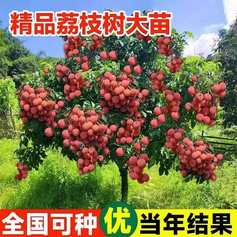 广西荔枝树苗无核荔枝苗正品嫁接妃子荔枝王桂味盆栽地栽大果纯甜