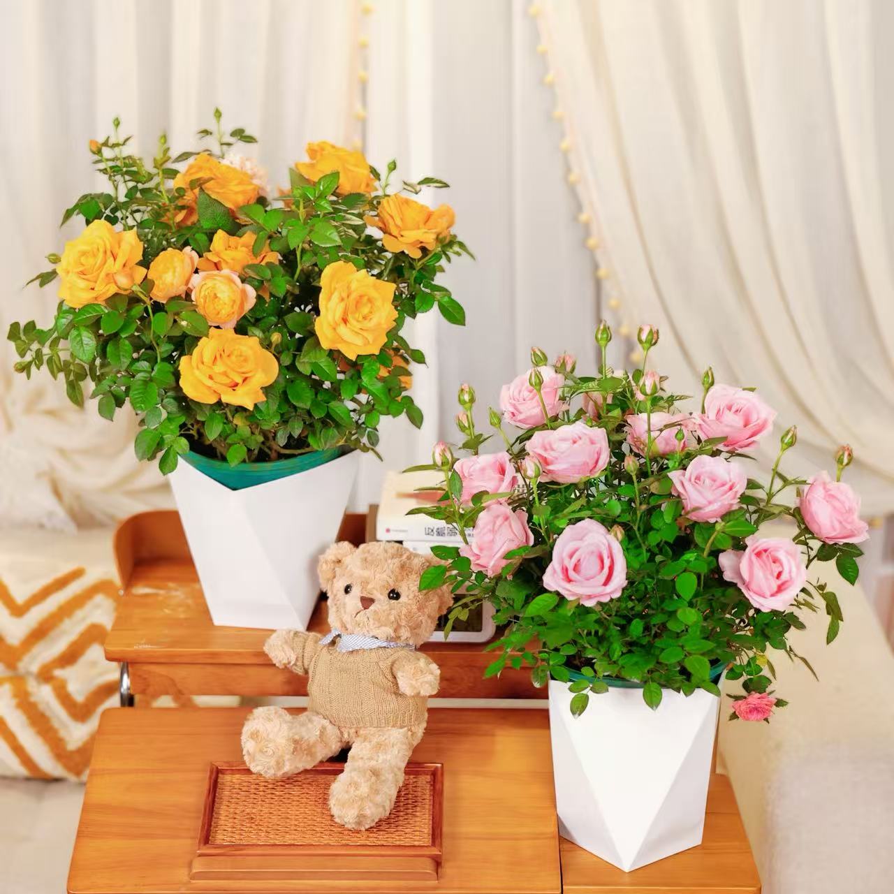 年宵花月季买一送一果汁阳台+粉色月季带花带花苞网红绿植好养