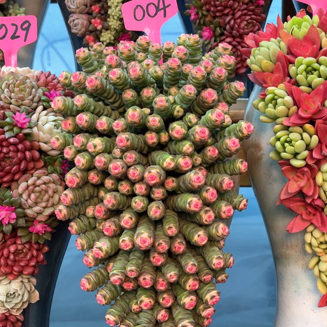 这个是004室内养的