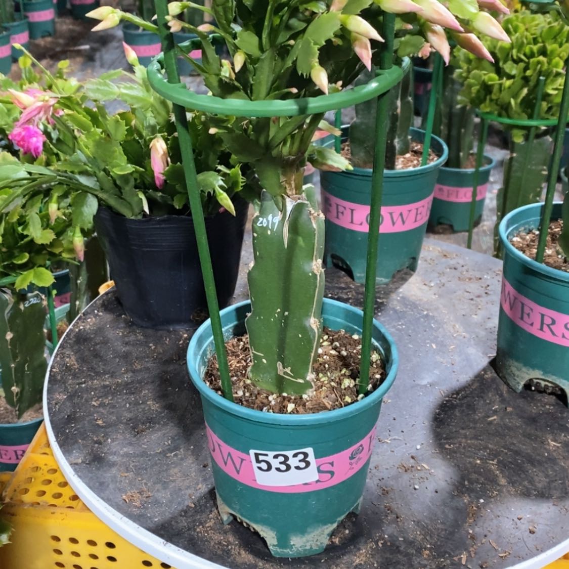 【闪购商品】完全开放w*m533嫁接2099
