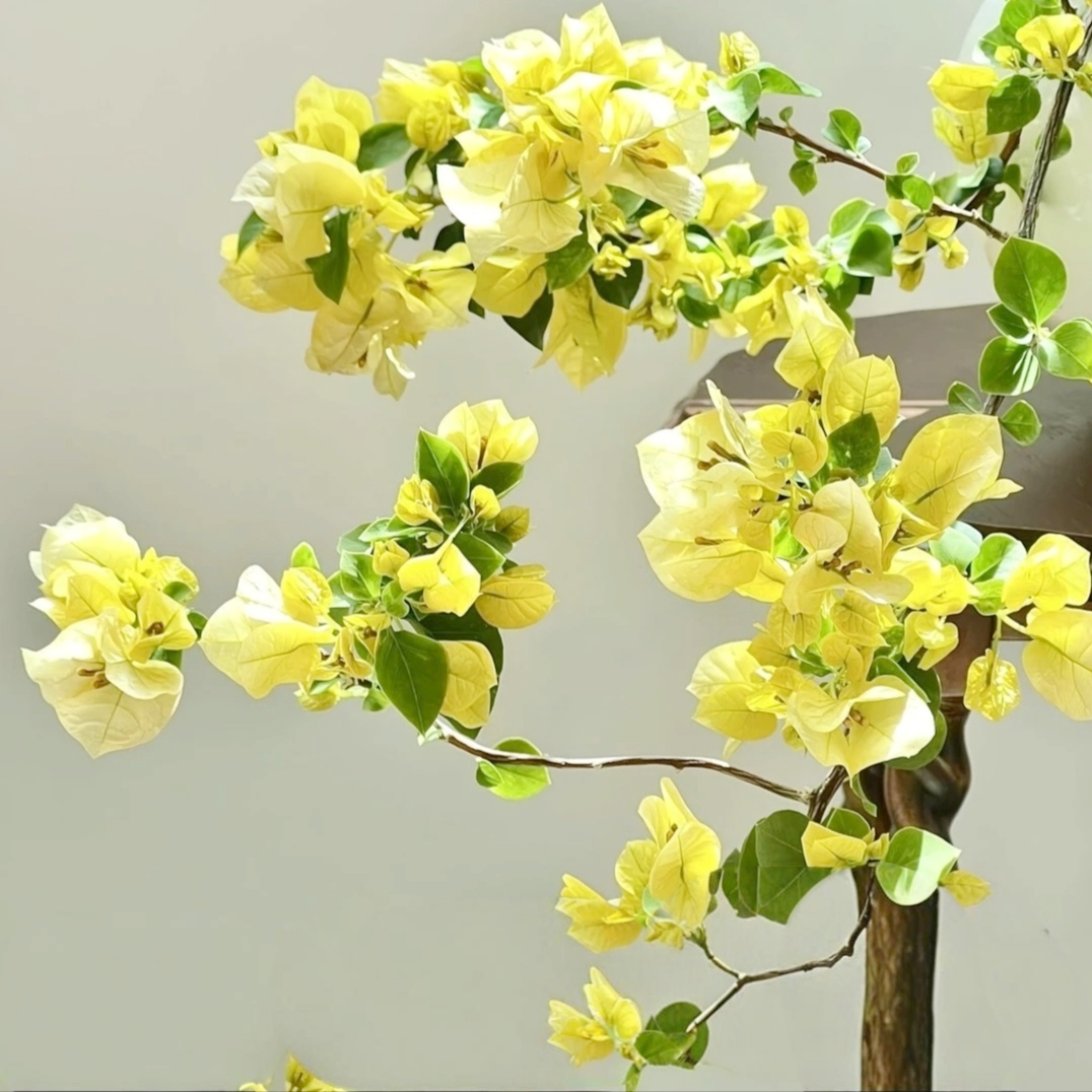（苏瓦娜）一物一拍 落花落叶落光杆 折枝断枝不售后 介意慎拍