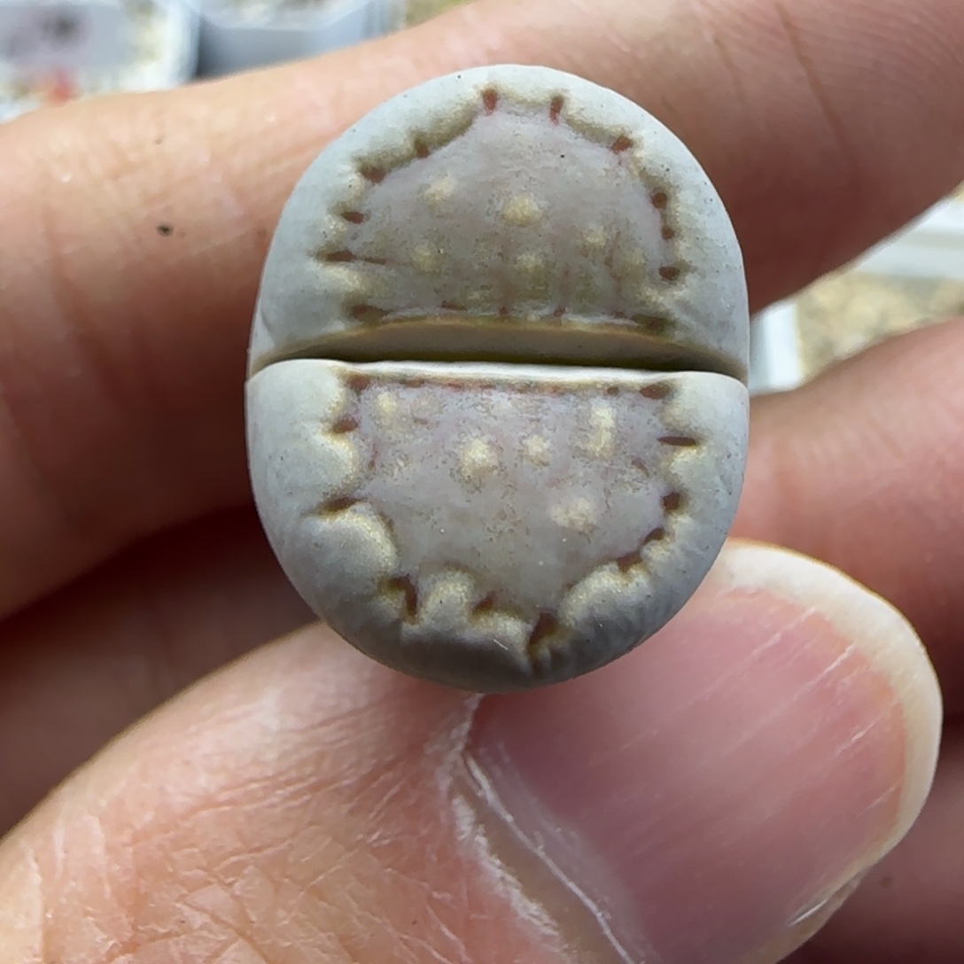 59饼干清框福利30包邮