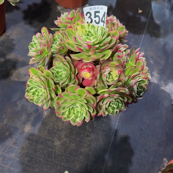 0000000000000354海王