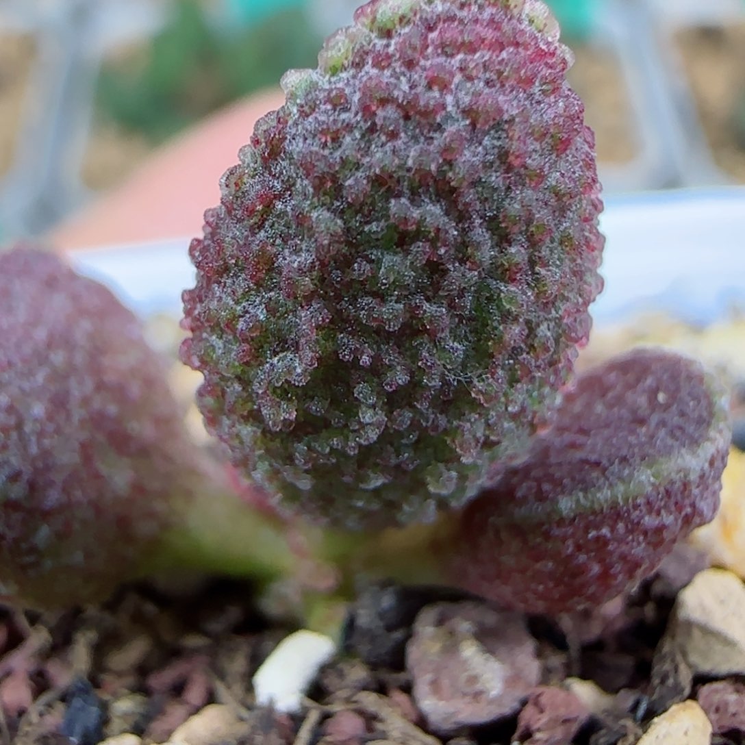 实生两年苗10号，带盆发