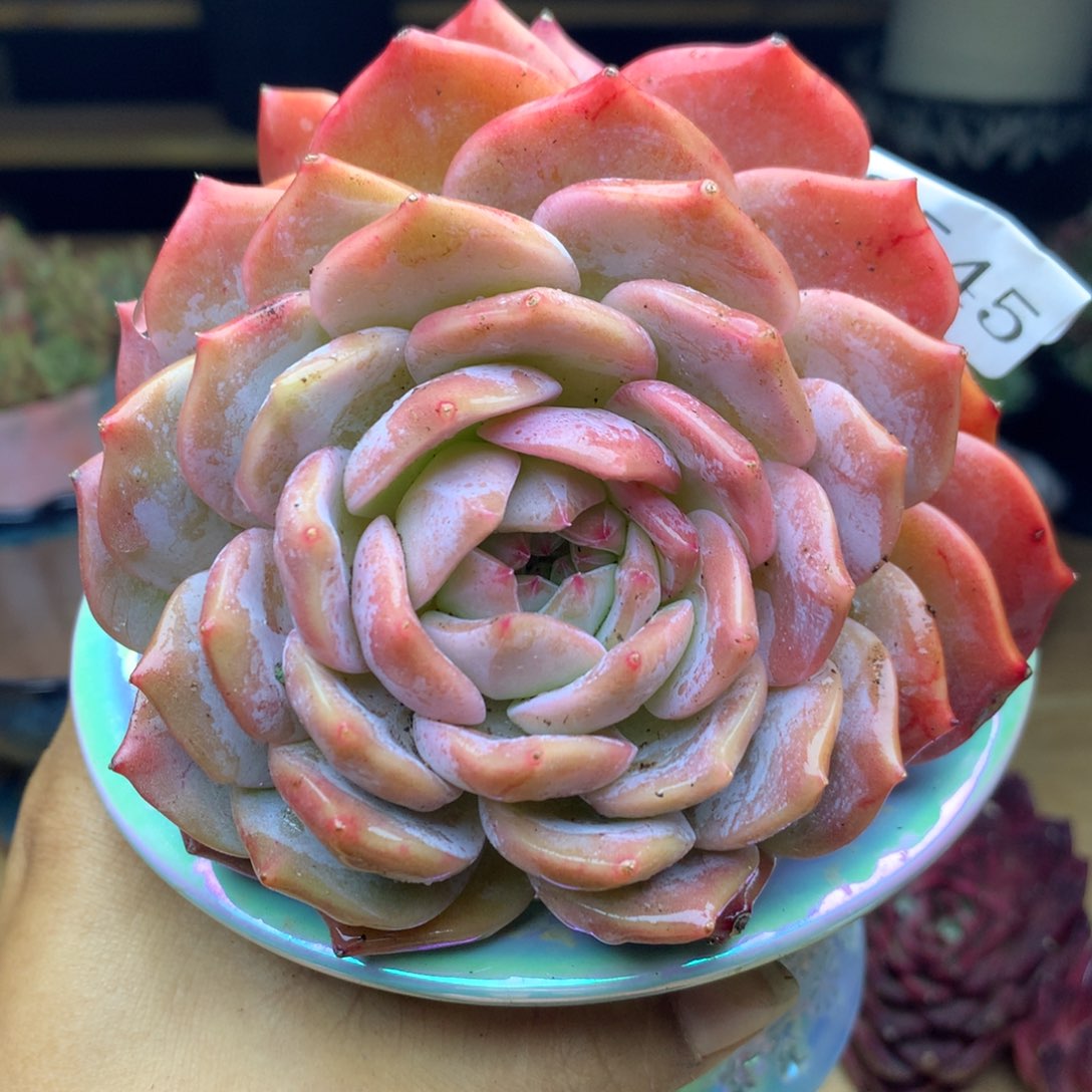 2545杂交精品基地13冠