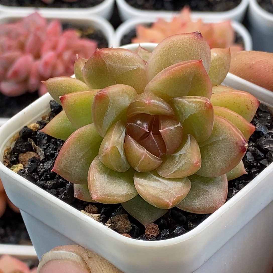 天官赐福百无禁忌