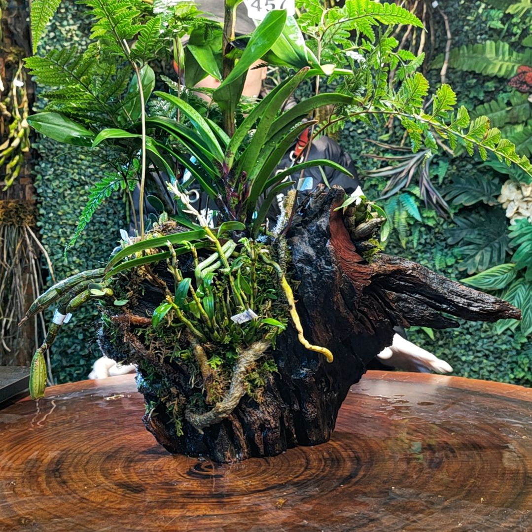 【闪购商品】457腊质红风兰，猫眼，米斛，小美花