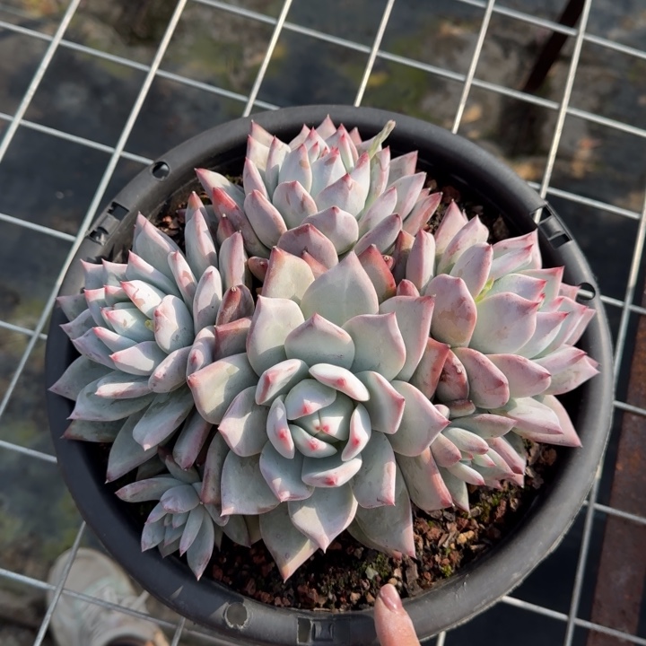 卡系单头多肉植物绿植