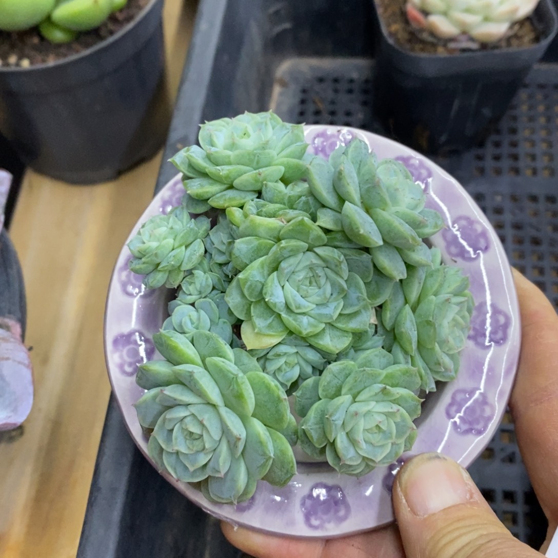 精品多肉一物一拍不包整110