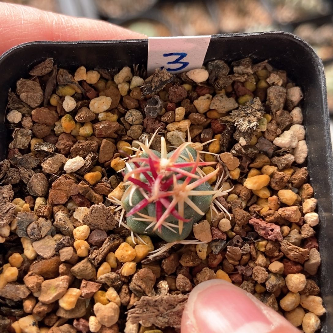 豪刺大红鹰1.6cm