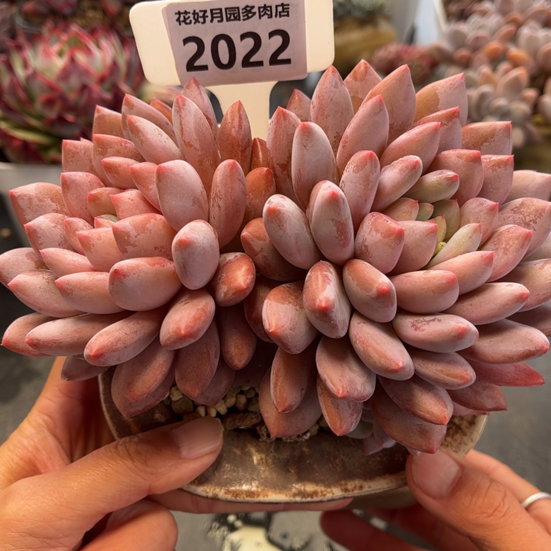 寻***人2022带盆满30包邮天冷必拍保温箱