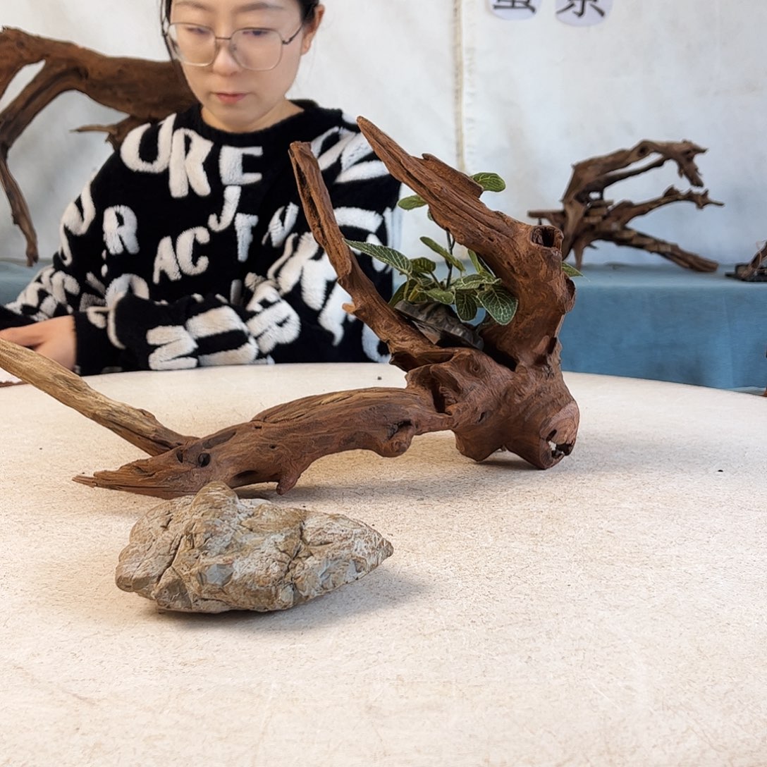 沉木造景爬宠造景
