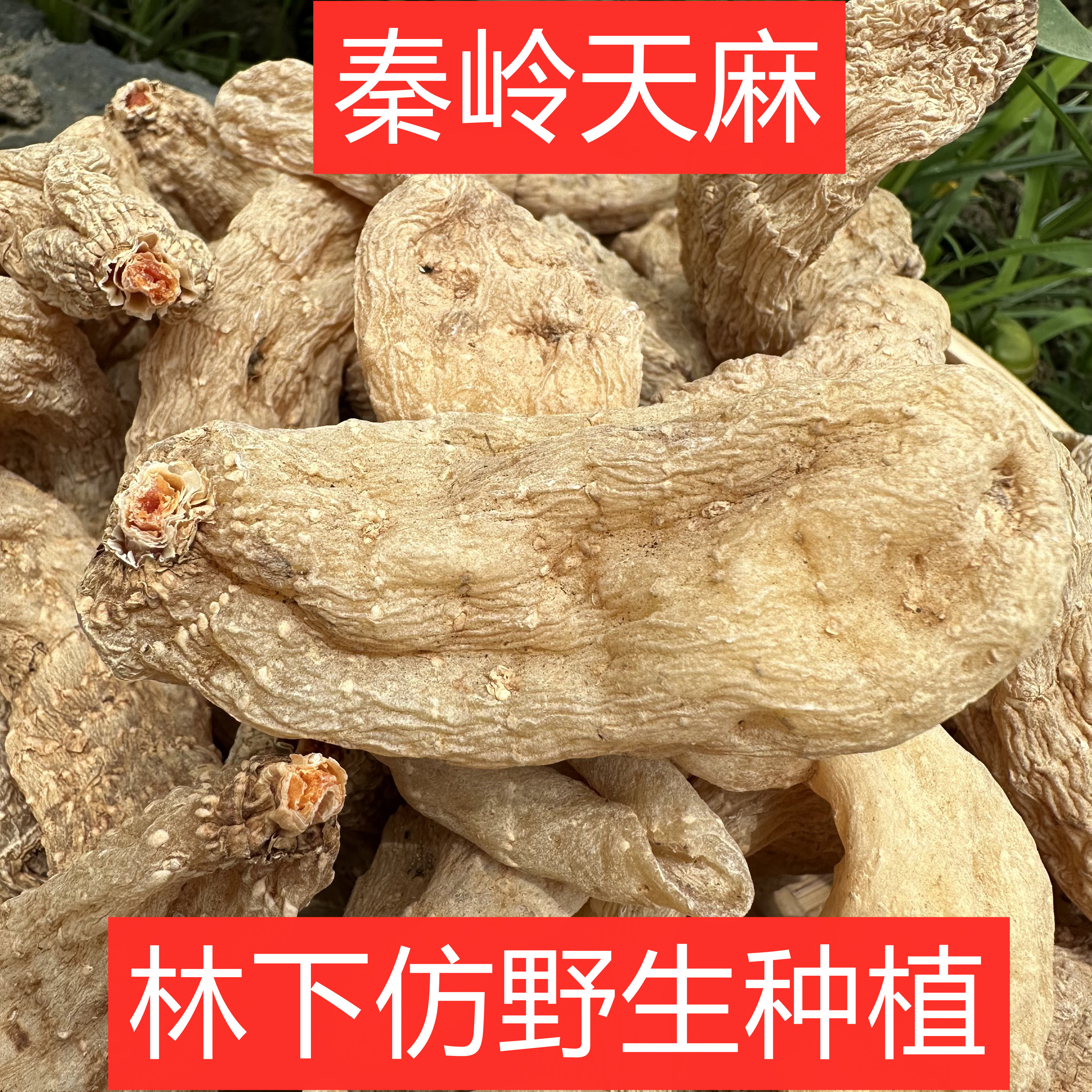 秦岭天麻干【泡酒/煲汤/打粉】林下仿野生种植原产地发货