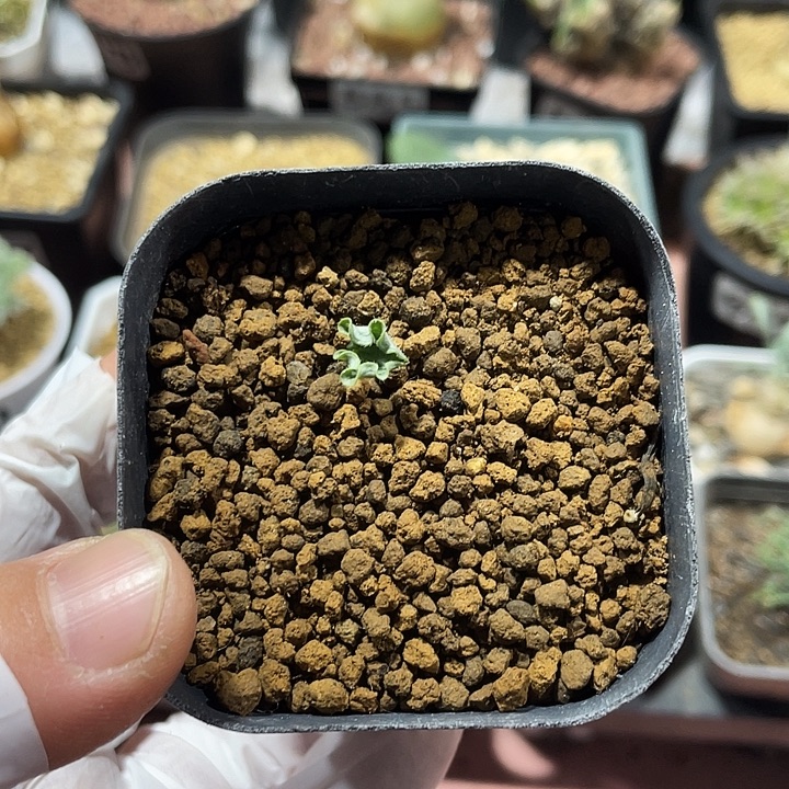 286波动雾冰玉块根