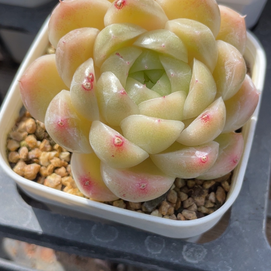 S1316包子麦杆双头