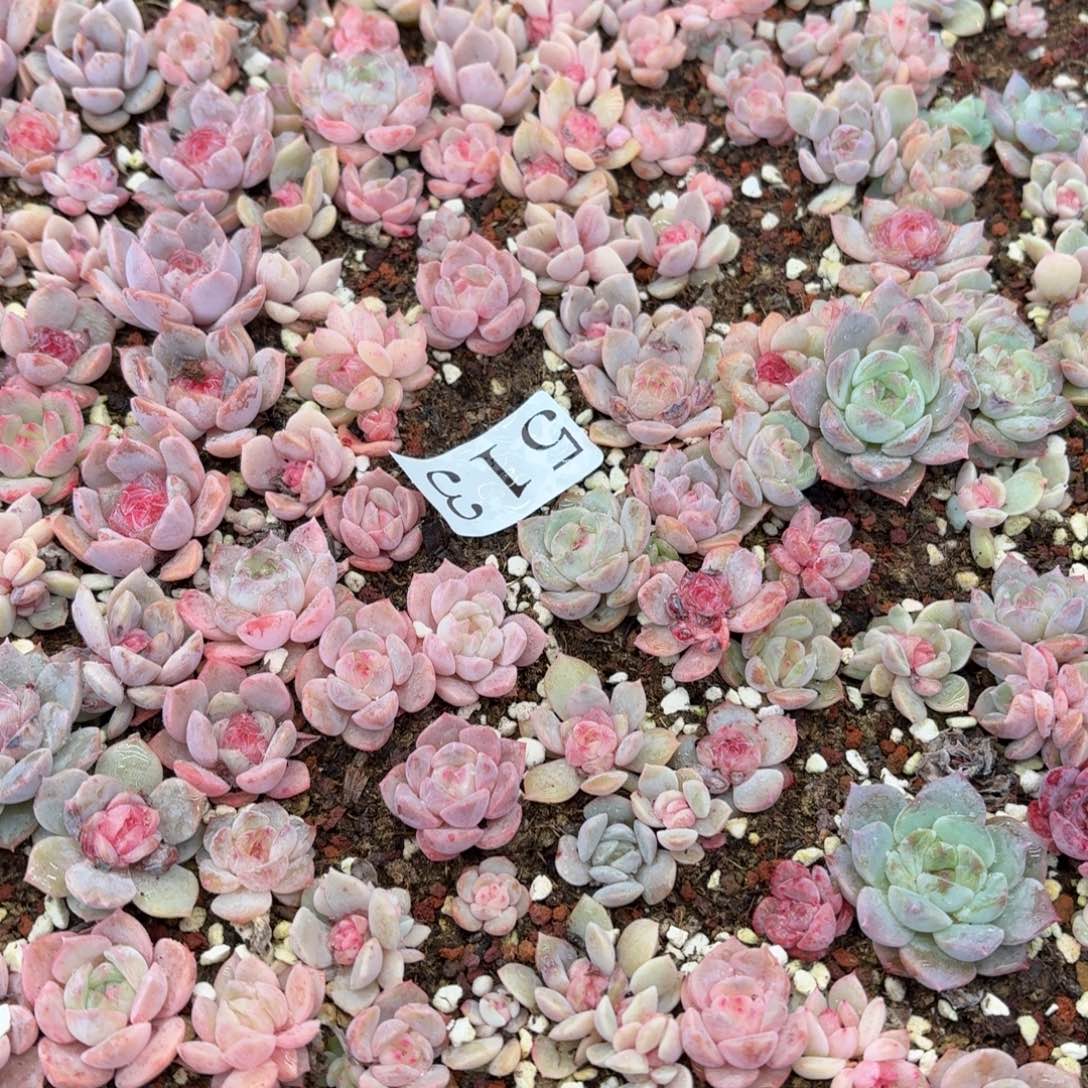 球***嘟多肉植物多肉植物513