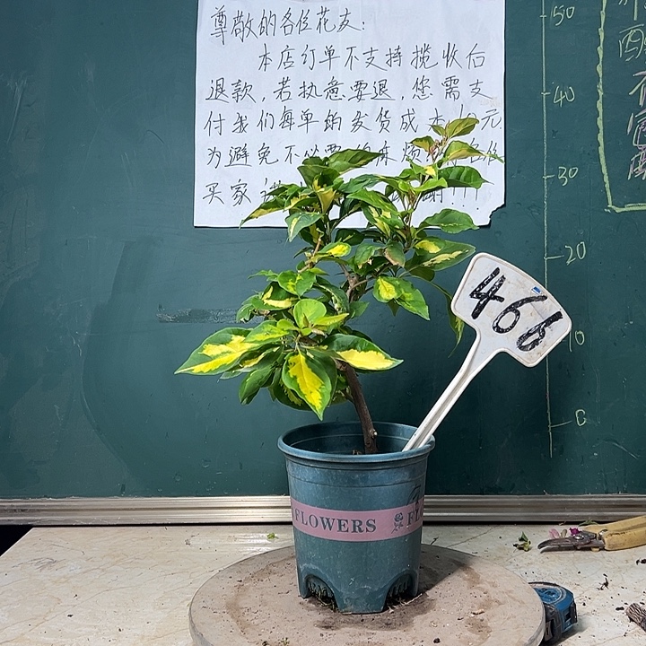 完全开放金心双色 466