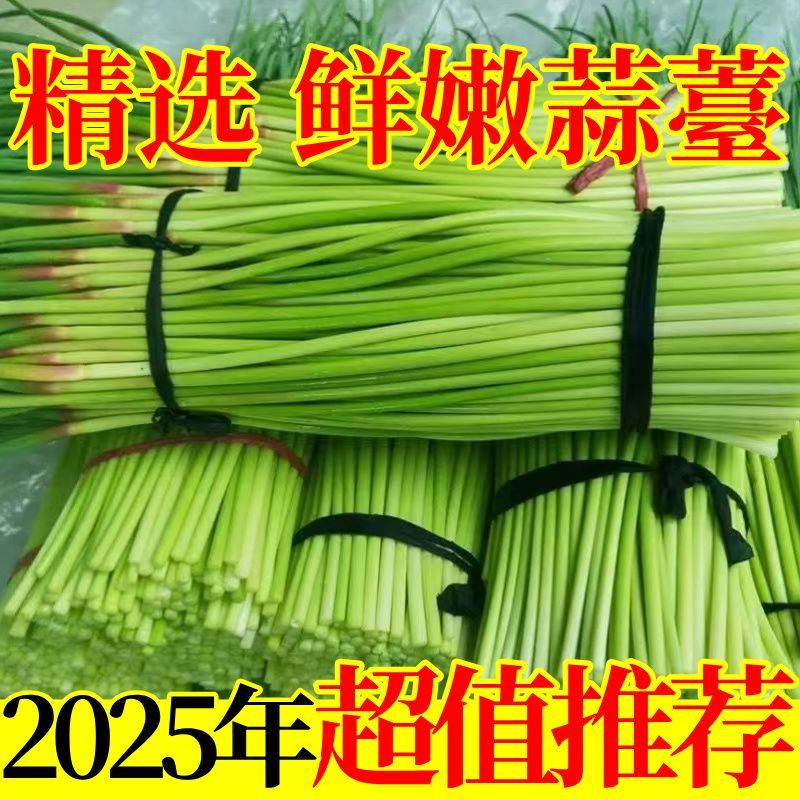 2025河南农家自种红帽蒜苔清脆可口蒜味十足