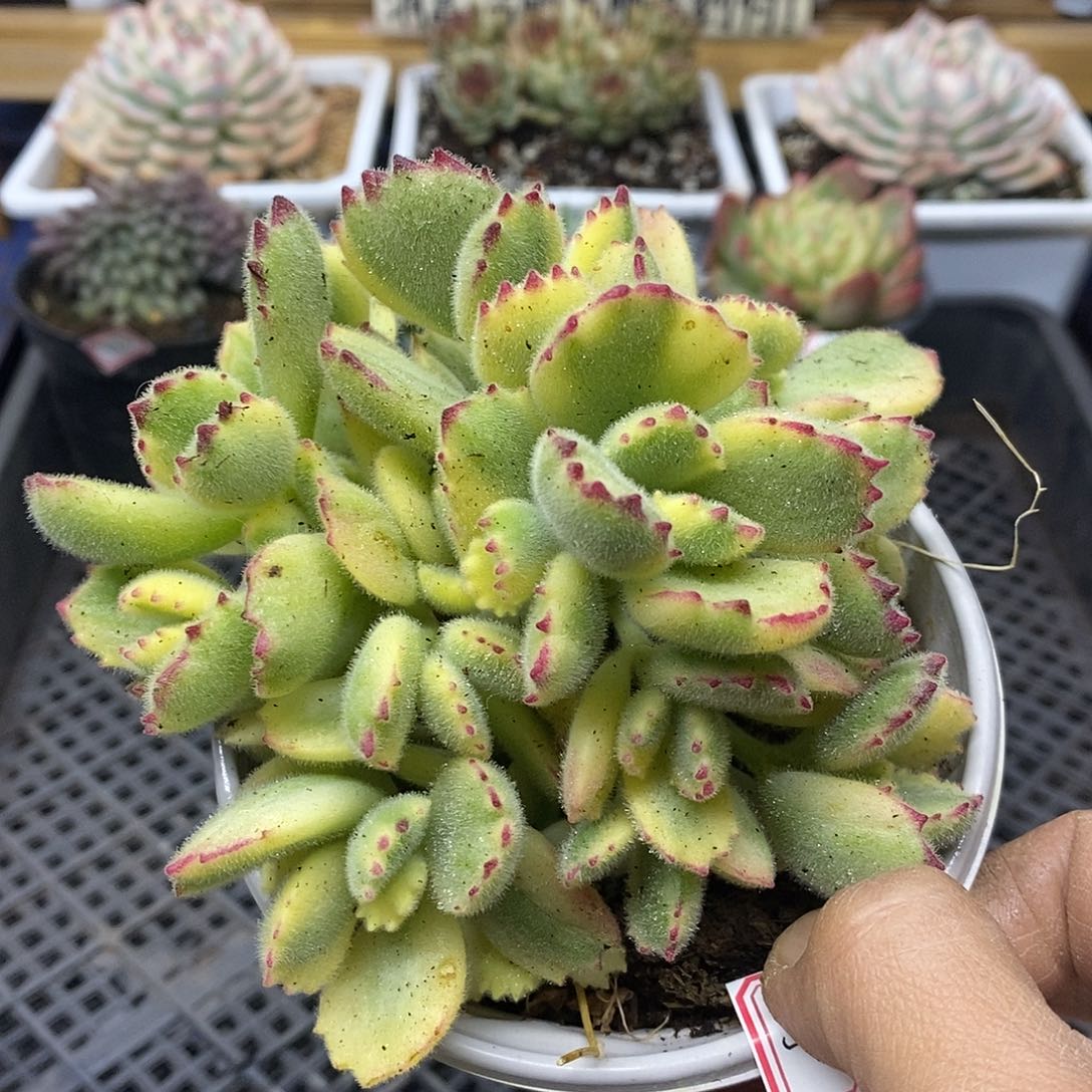 10135 白熊自然群 需延时发货