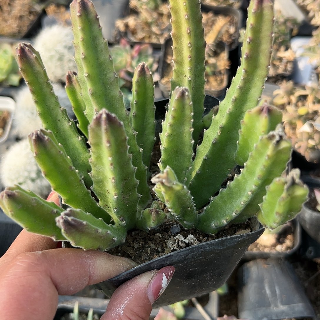 多肉植物多肉植物