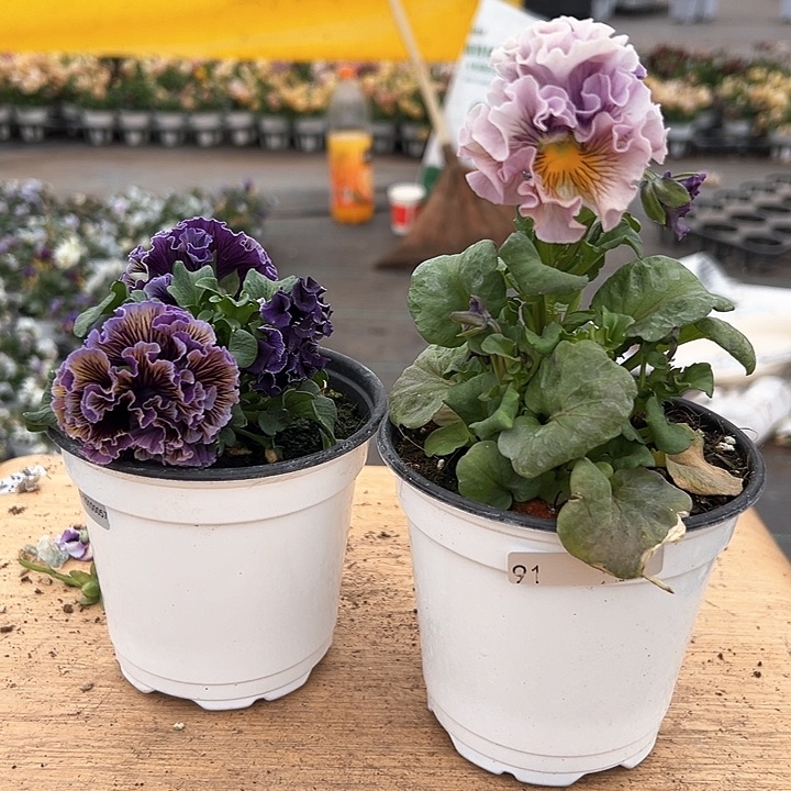 红陶抖音直播闪拍91