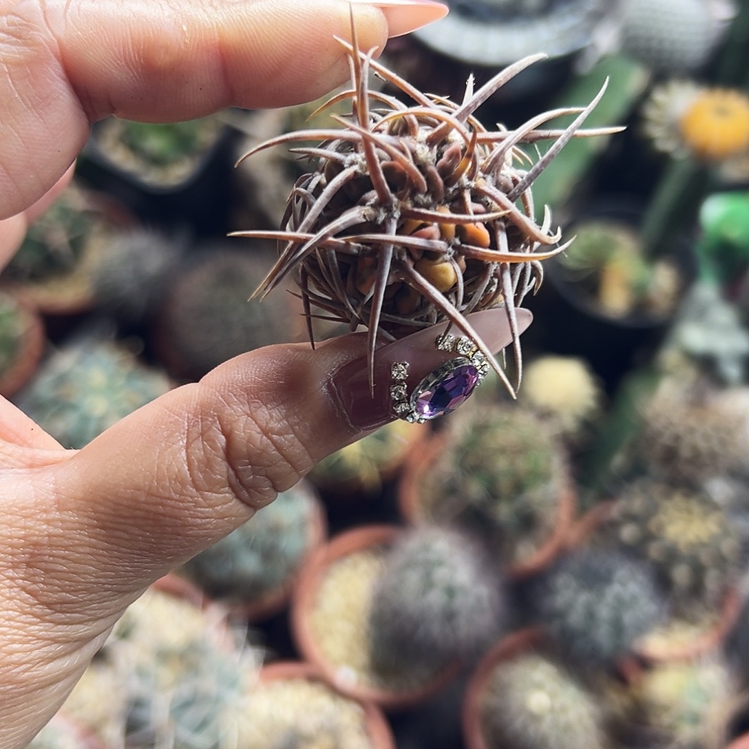 守殿玉锦仙人球6666666