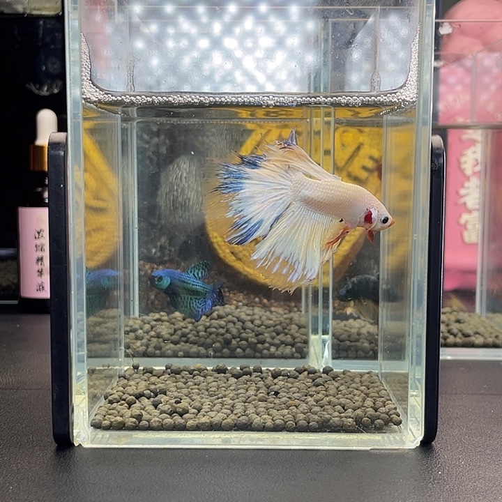 斗鱼18号924早青花半月