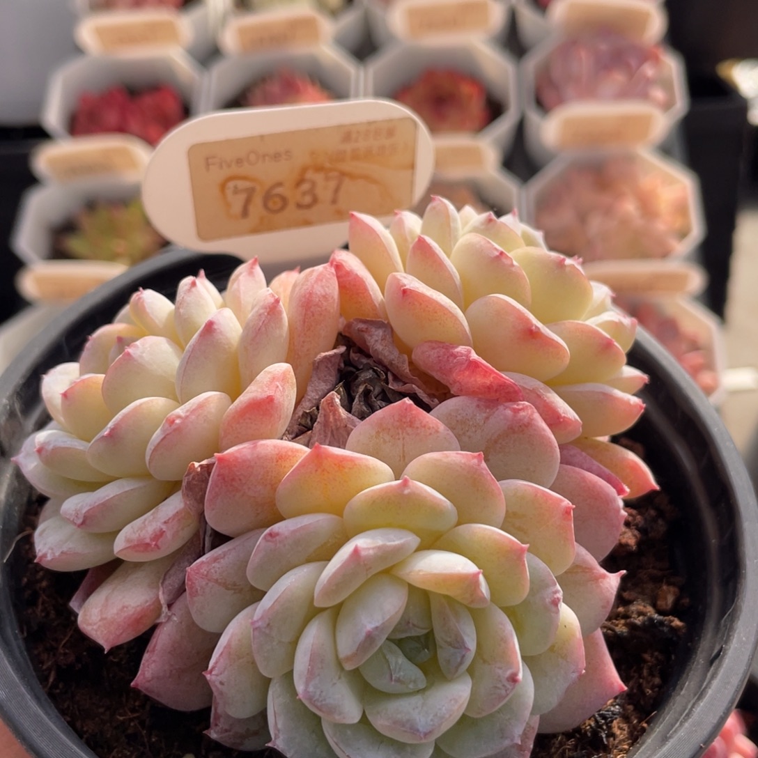 醉冰7637-10.0厘米