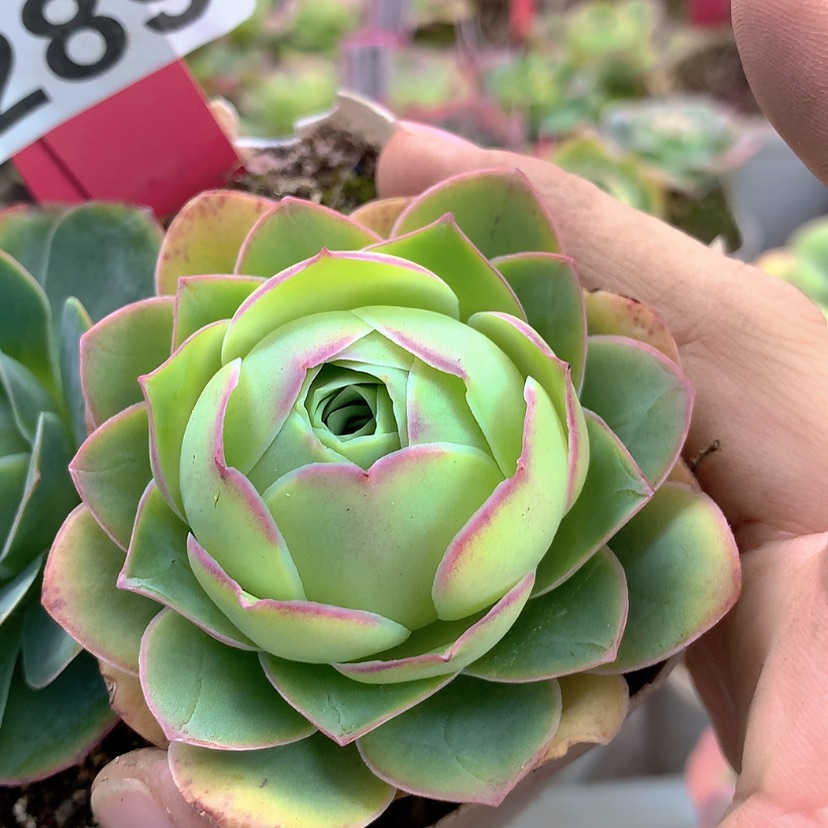 【闪购商品】yjj289