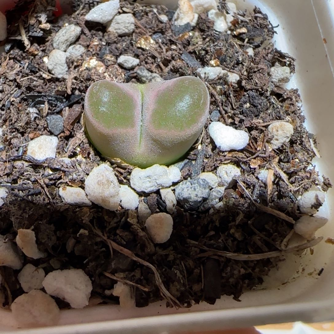 肉锥多肉植物百科-磁铁1334