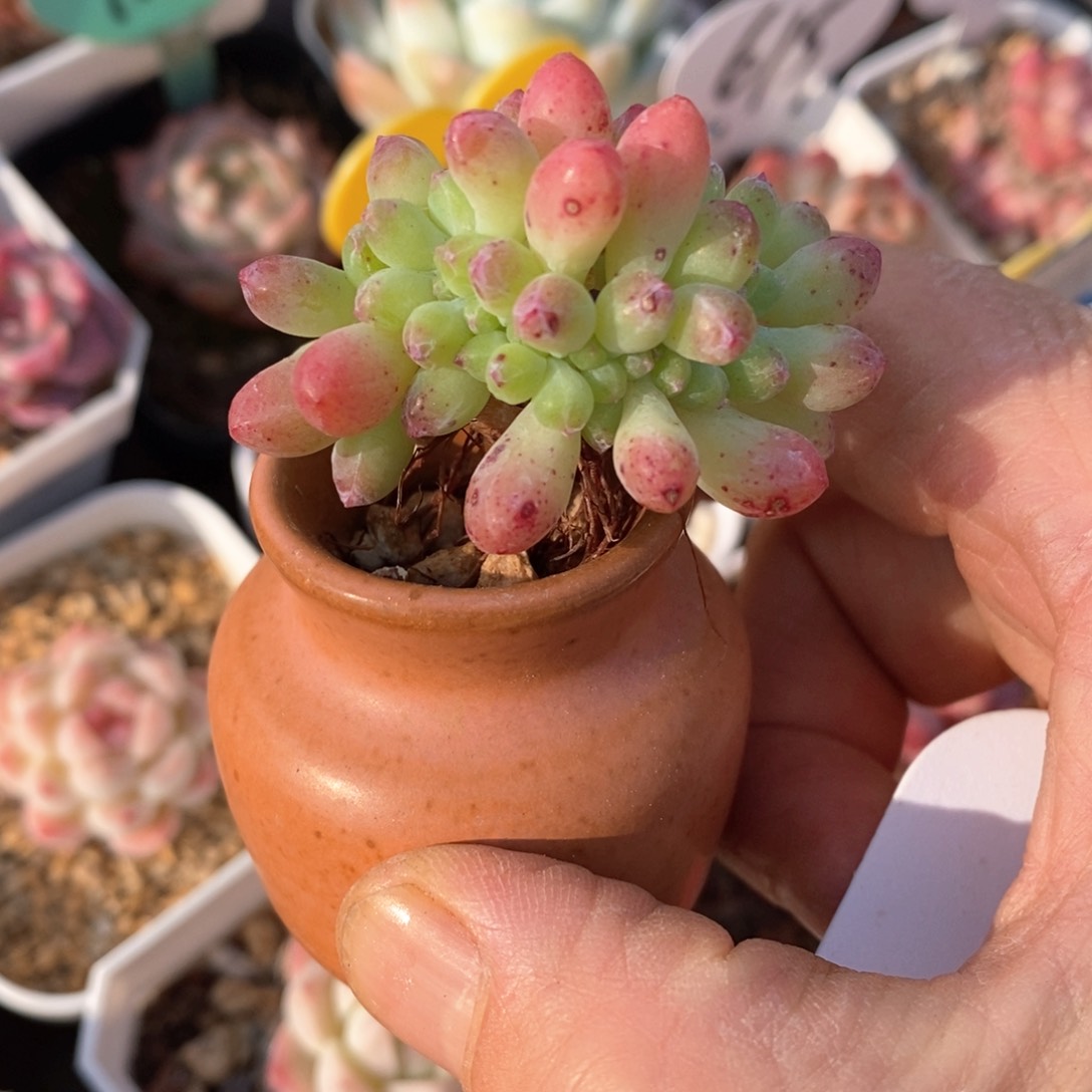 精品多肉一物柏不包整145