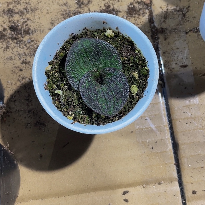 紫金花带盆土发货