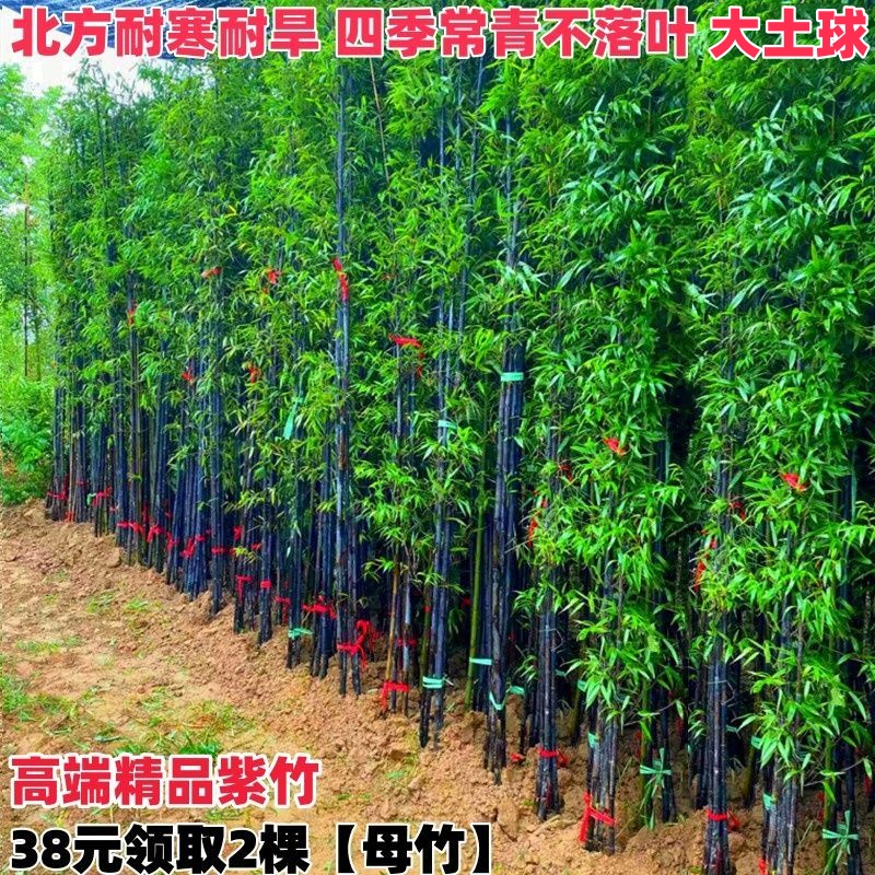紫竹苗四季常青庭院围墙遮挡室内盆栽地栽植物北方耐寒风景竹子苗