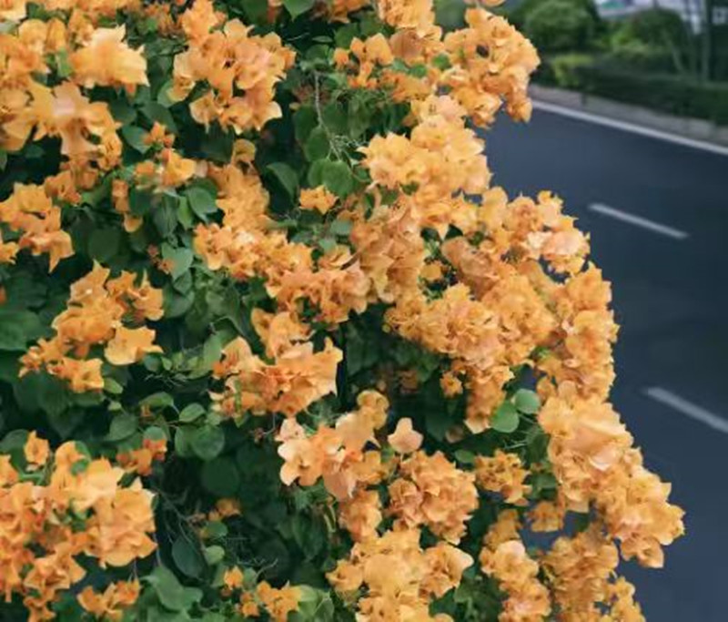 【加州黄】三角梅 抹茶绿渐变成粉盆栽阳台土壤移栽施肥晒太阳养护