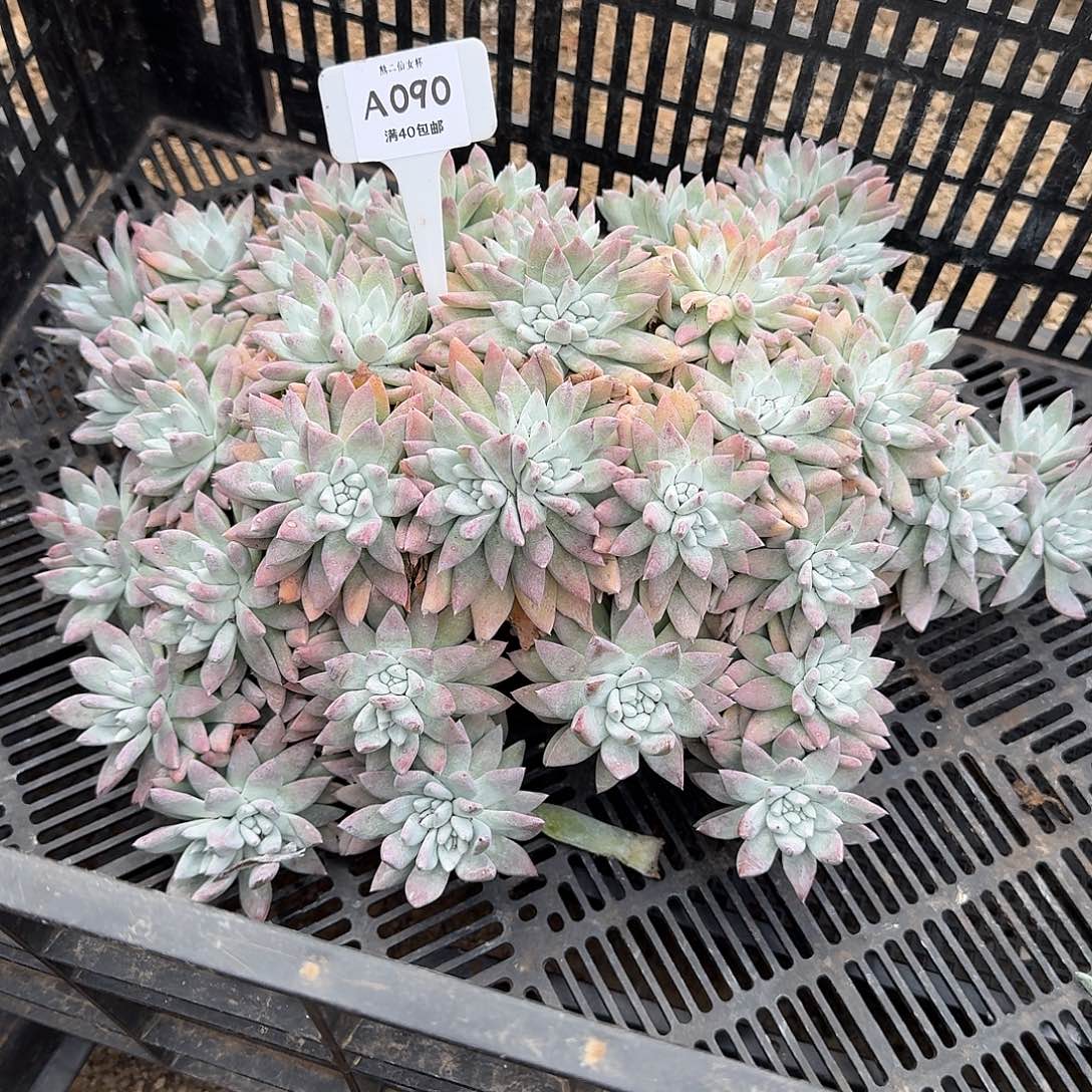 懒***2多肉植物仙女杯法姆A090