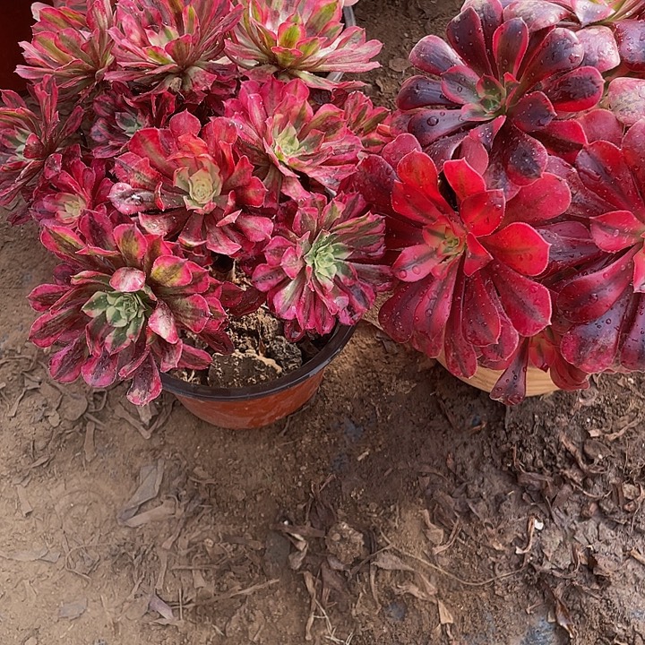 红铜白➕大美杜莎脱土裸根